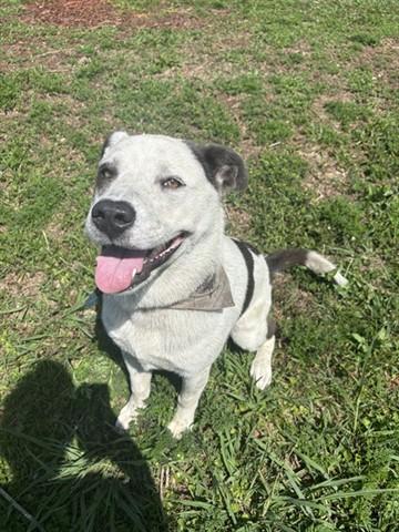 WATKINS, Adoptable, Adult Male Australian Cattle Dog / Blue Heeler & Mixed Breed.