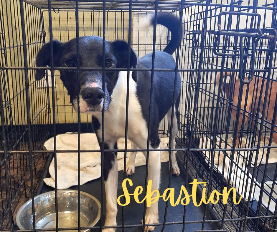 Sebastion thumbnail 1