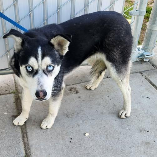 26-141, Adoptable, Puppy Female Husky & Chihuahua.