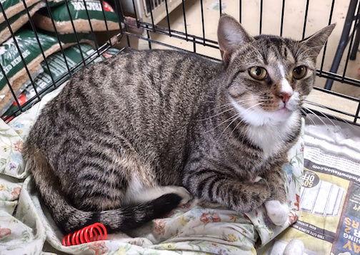 Bootsie, a Adoptable Domestic Short Hair in Albemarle, NC image 2/3