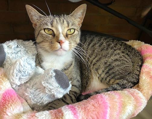 Bootsie, a Adoptable Domestic Short Hair in Albemarle, NC image 3/3