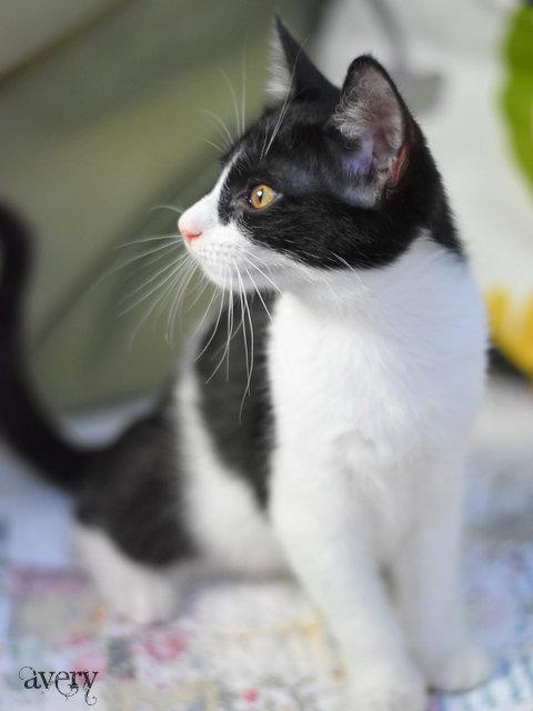 Enlarge Avery, a Adopted Domestic Medium Hair in Montgomery, TX image 1/3