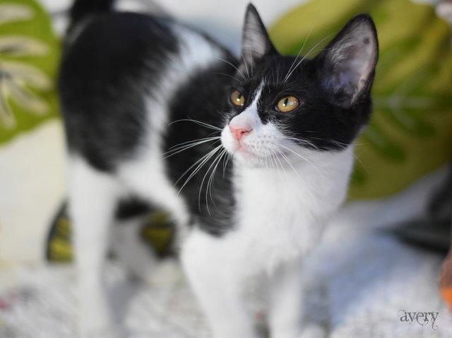 Avery, Adopted, Kitten Female Domestic Medium Hair.