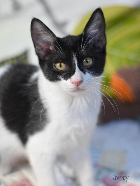 Enlarge Avery, a Adopted Domestic Medium Hair in Montgomery, TX image 3/3