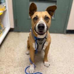 Marlin, Adoptable, Adult Male Boxer & Shepherd.