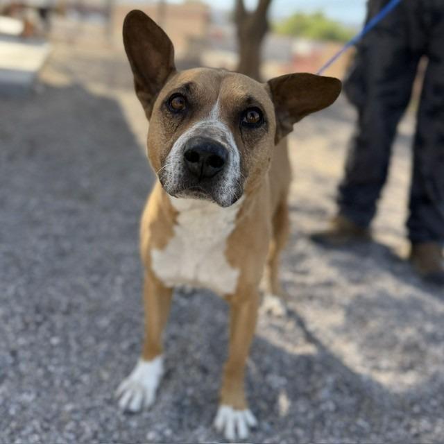Enlarge Marlin, a Adoptable mixed breed in Bullhead City, AZ image 2/2