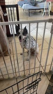 EMMA, a Adoptable mixed breed in Bradenton, FL image 1/6