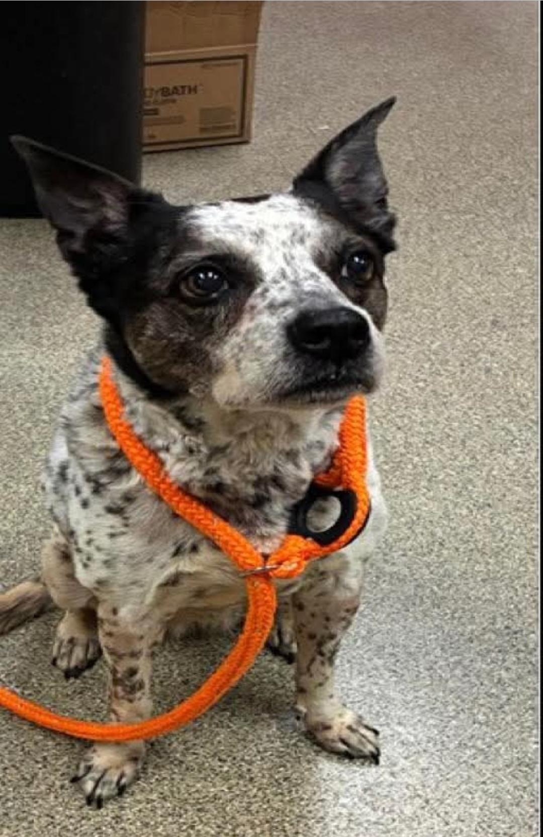 EMMA, a Adoptable mixed breed in Bradenton, FL image 2/6