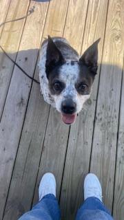 EMMA, a Adoptable mixed breed in Bradenton, FL image 3/6