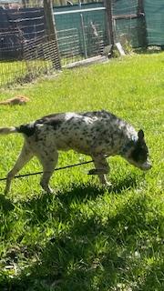 EMMA, a Adoptable mixed breed in Bradenton, FL image 4/6