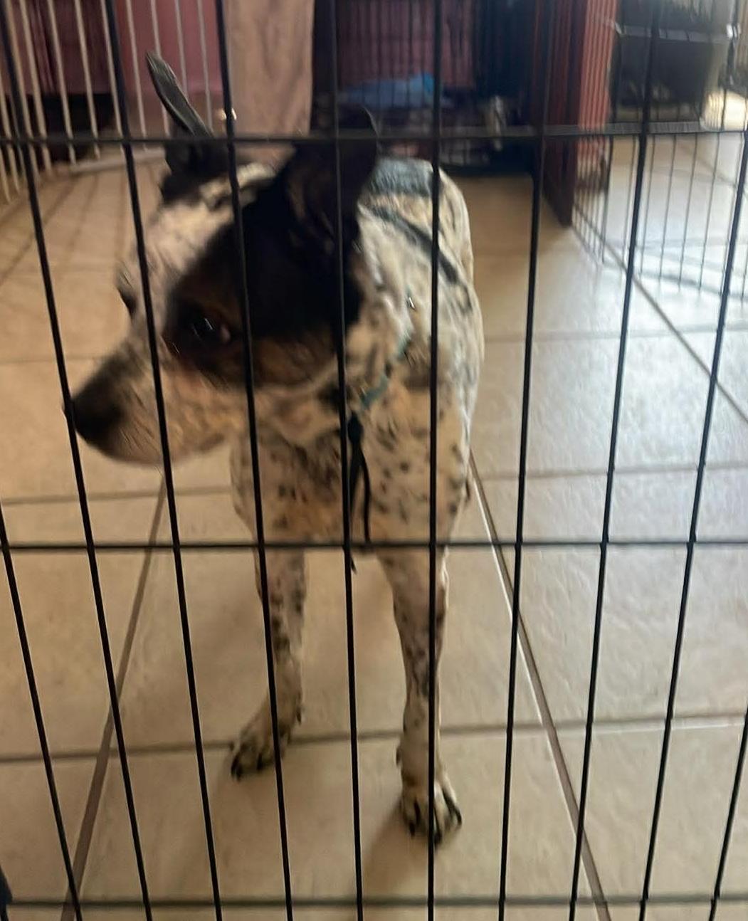 EMMA, a Adoptable mixed breed in Bradenton, FL image 5/6