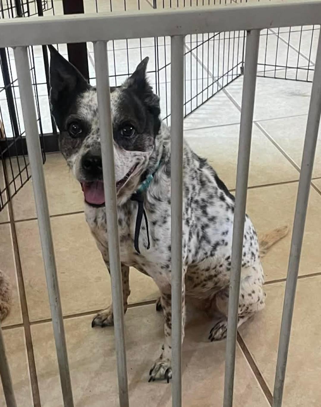 EMMA, a Adoptable mixed breed in Bradenton, FL image 6/6