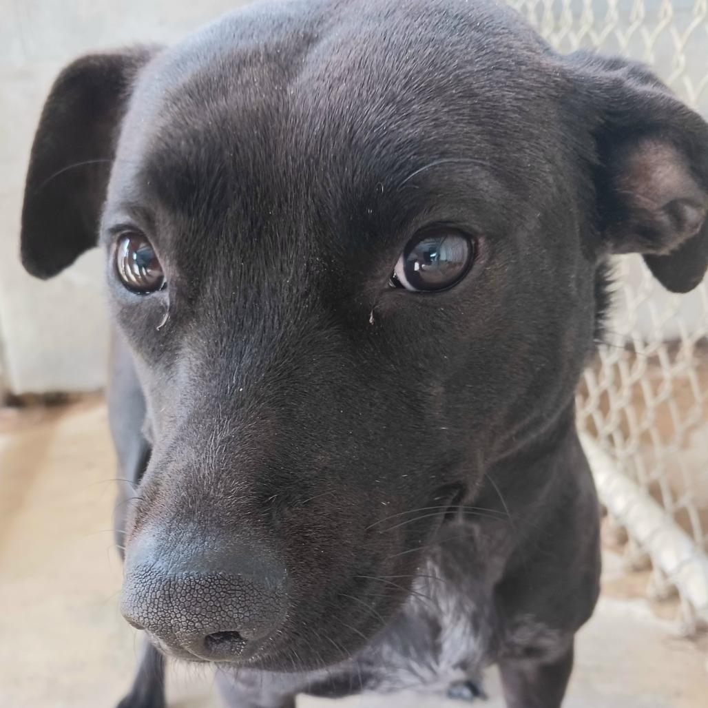 Echo, Adoptable, Adult Female Mixed Breed.