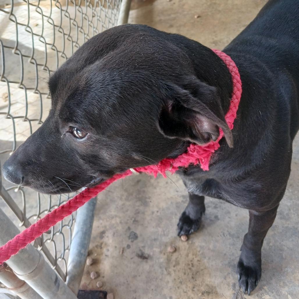 Enlarge Echo, a Adoptable Mixed Breed in Sylvania, GA image 2/2