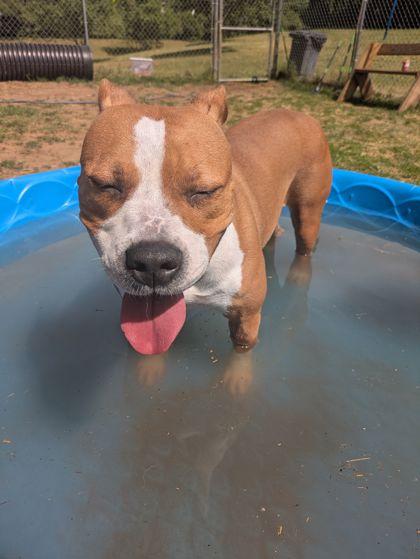 Enlarge Sakura, a ADOPTABLE mixed breed in Mishawaka, IN image 1/5