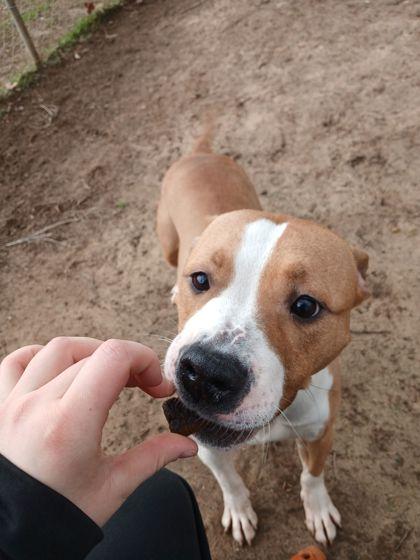 Enlarge Sakura, a ADOPTABLE mixed breed in Mishawaka, IN image 2/5