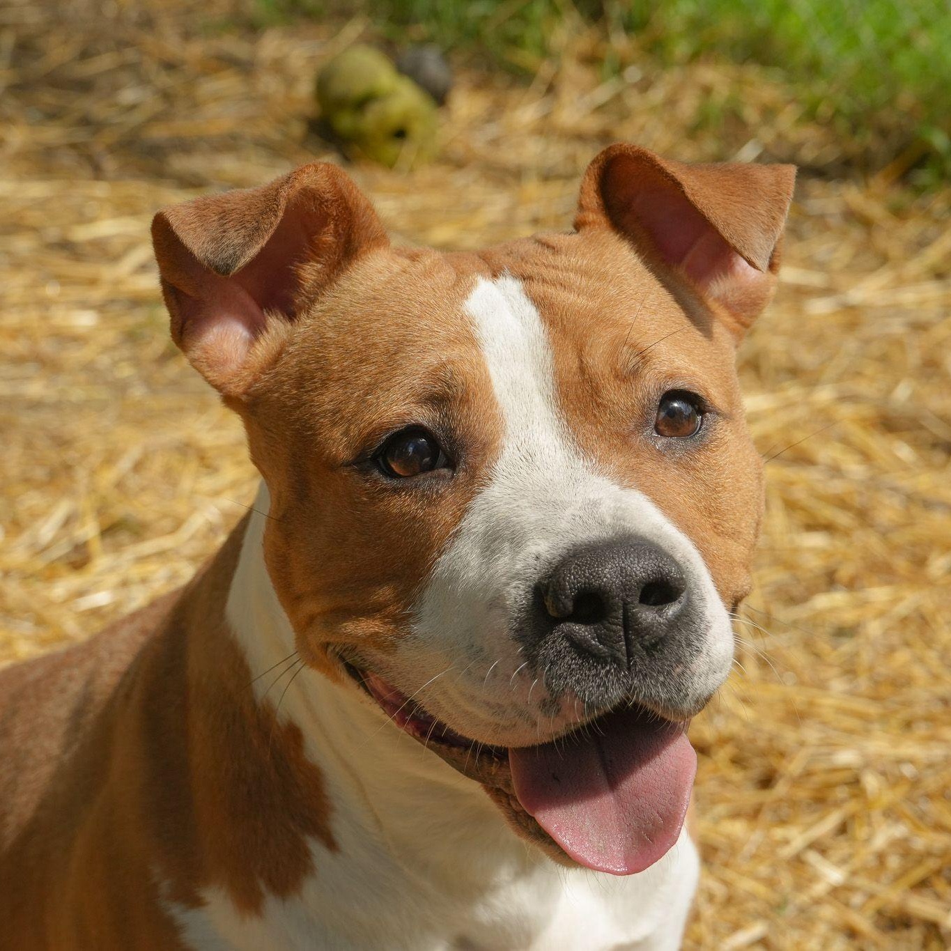 Sakura, ADOPTABLE, Adult Female Mixed Breed.