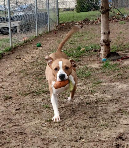 Enlarge Sakura, a ADOPTABLE mixed breed in Mishawaka, IN image 3/5