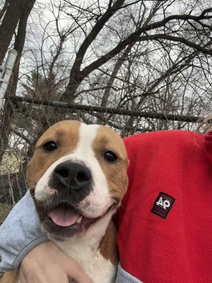 Sakura, ADOPTABLE, Adult Female Mixed Breed.