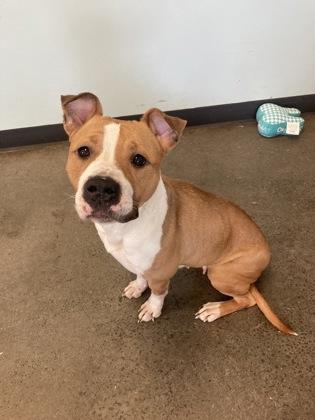Sakura, a ADOPTABLE mixed breed in Mishawaka, IN image 3/4
