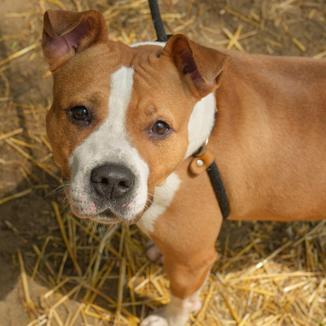 Enlarge Sakura, a ADOPTABLE mixed breed in Mishawaka, IN image 2/6