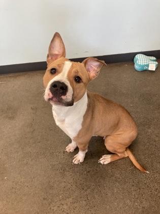 Sakura, a ADOPTABLE mixed breed in Mishawaka, IN image 2/4