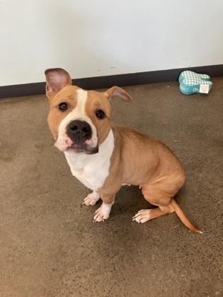 Sakura, a ADOPTABLE mixed breed in Mishawaka, IN image 4/4