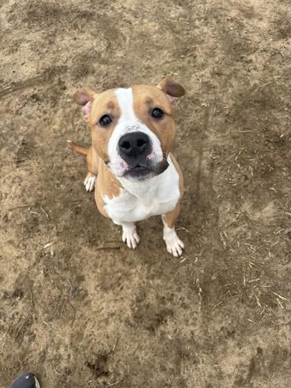 Enlarge Sakura, a ADOPTABLE mixed breed in Mishawaka, IN image 4/5