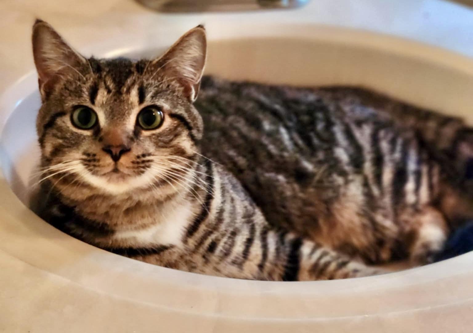 BenBen, Young Male Domestic Short Hair