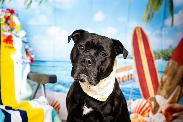 BUBBA, Adoptable, Adult Male American Bulldog & Mixed Breed.