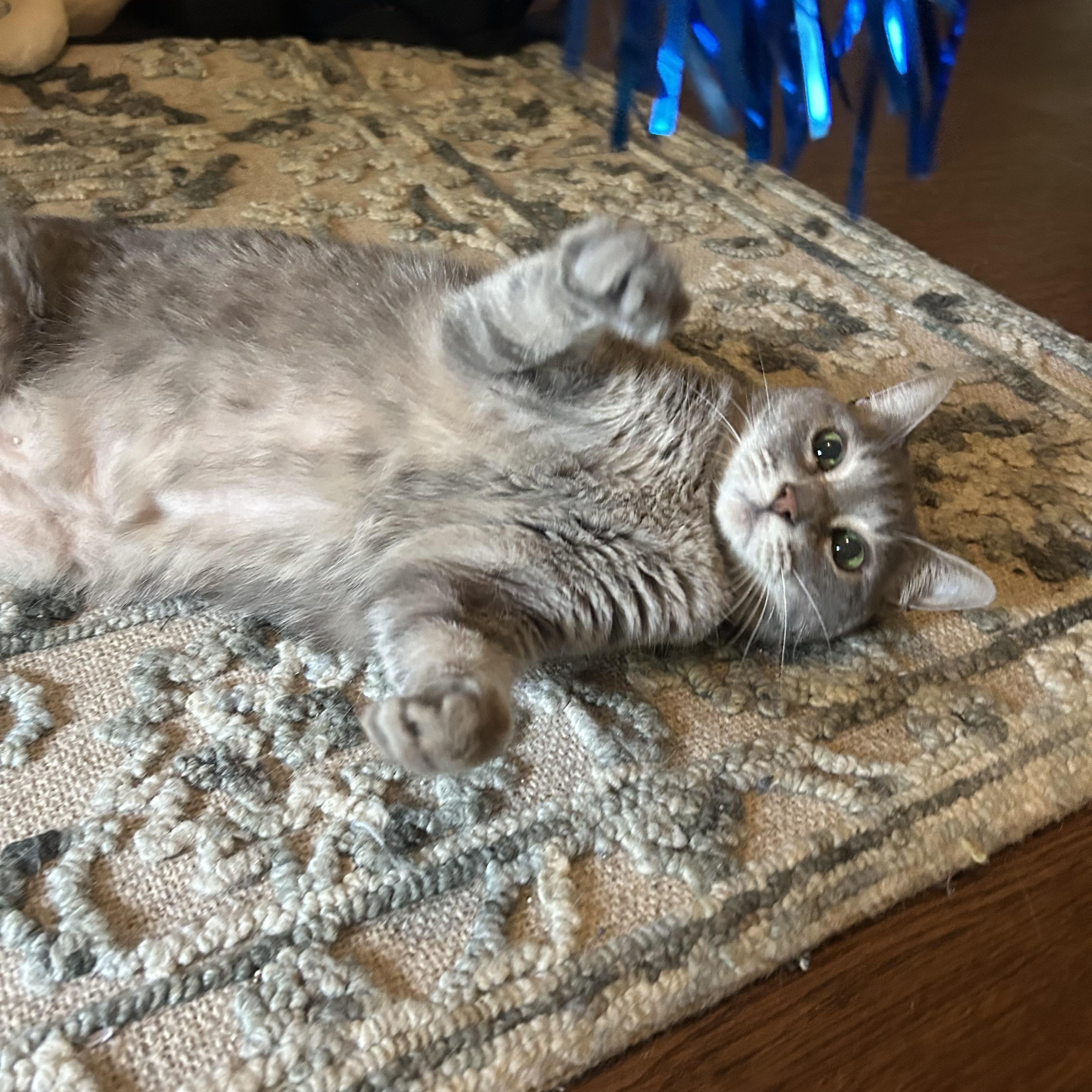 Enlarge Lucy, a Adoptable Domestic Short Hair in Mississippi State, MS image 4/6