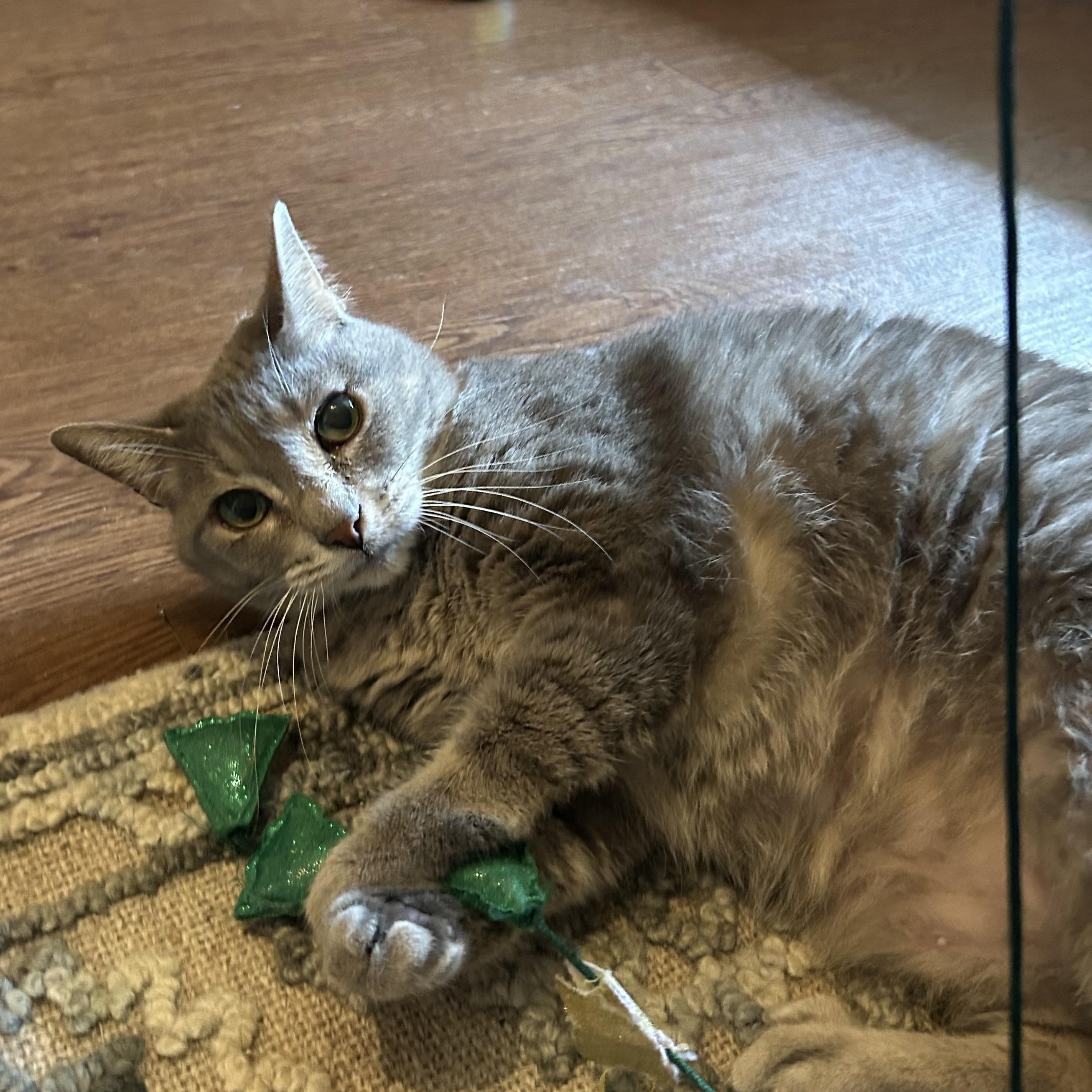 Enlarge Lucy, a Adoptable Domestic Short Hair in Mississippi State, MS image 3/6