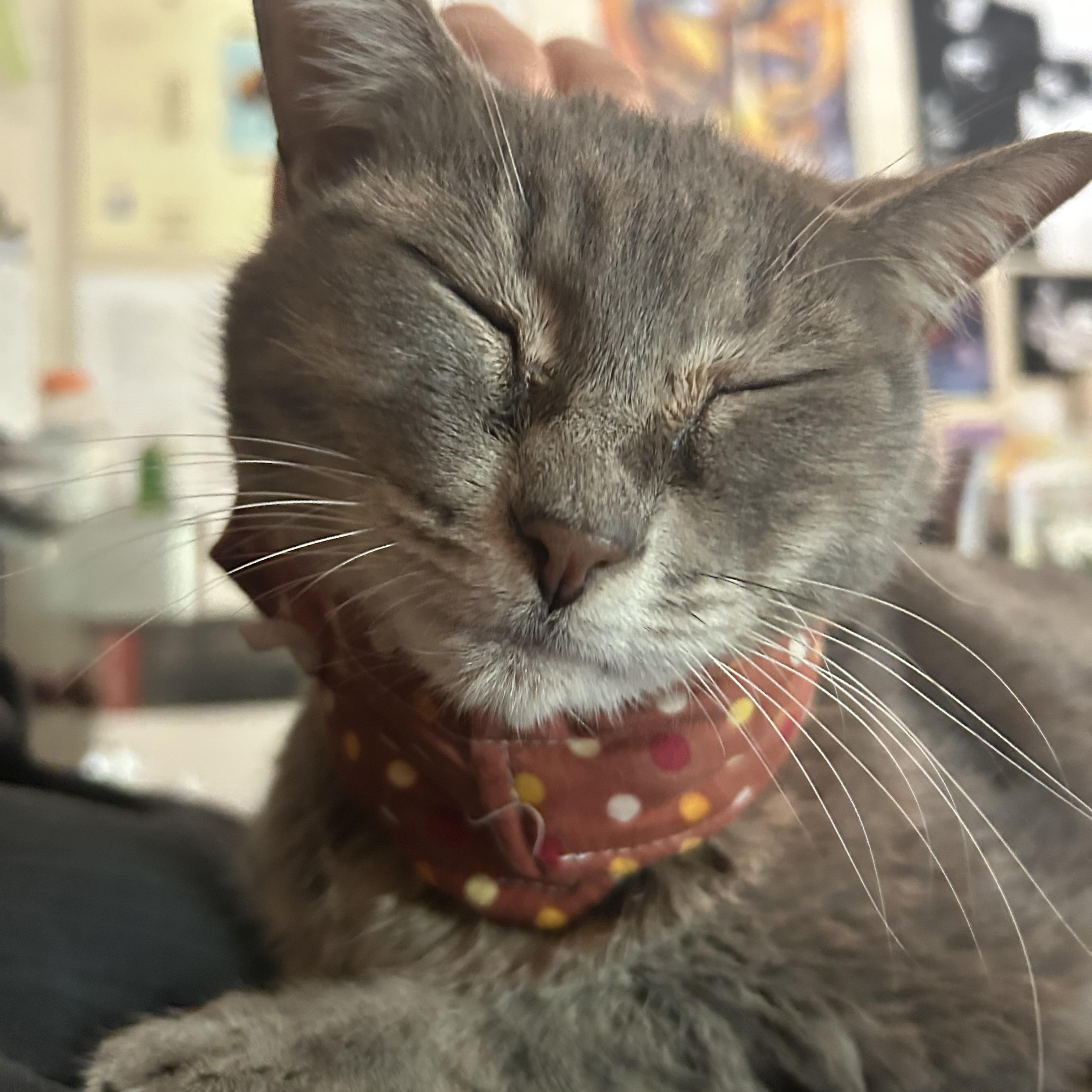 Enlarge Lucy, a Adoptable Domestic Short Hair in Mississippi State, MS image 1/6