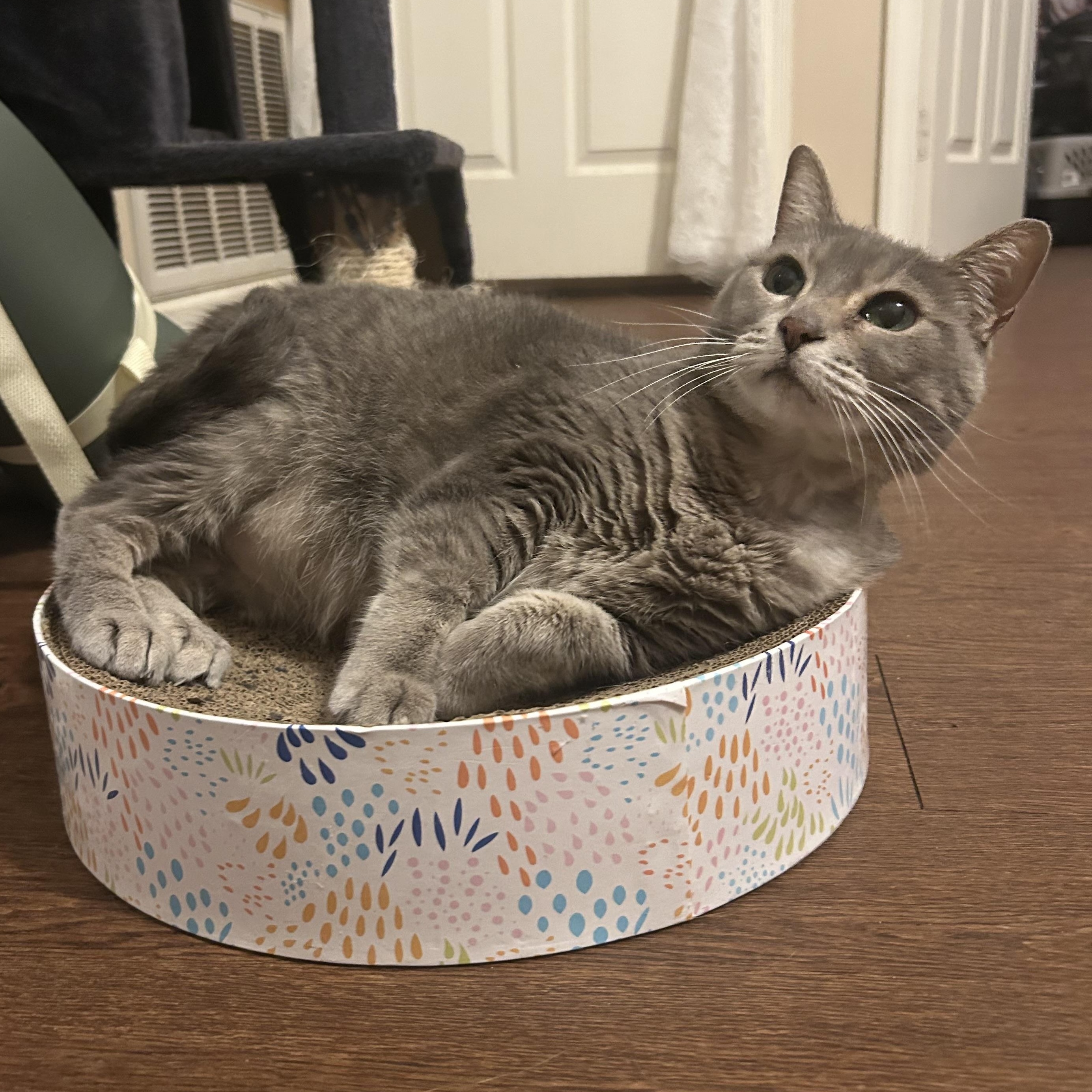 Enlarge Lucy, a Adoptable Domestic Short Hair in Mississippi State, MS image 2/6