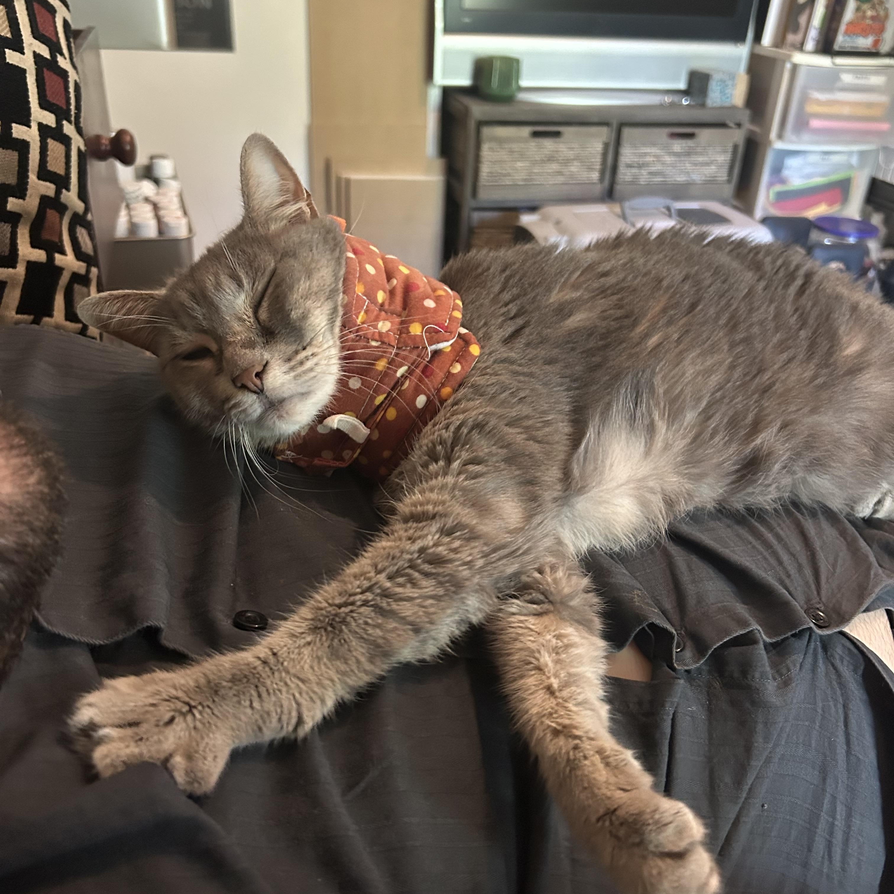 Enlarge Lucy, a Adoptable Domestic Short Hair in Mississippi State, MS image 5/6