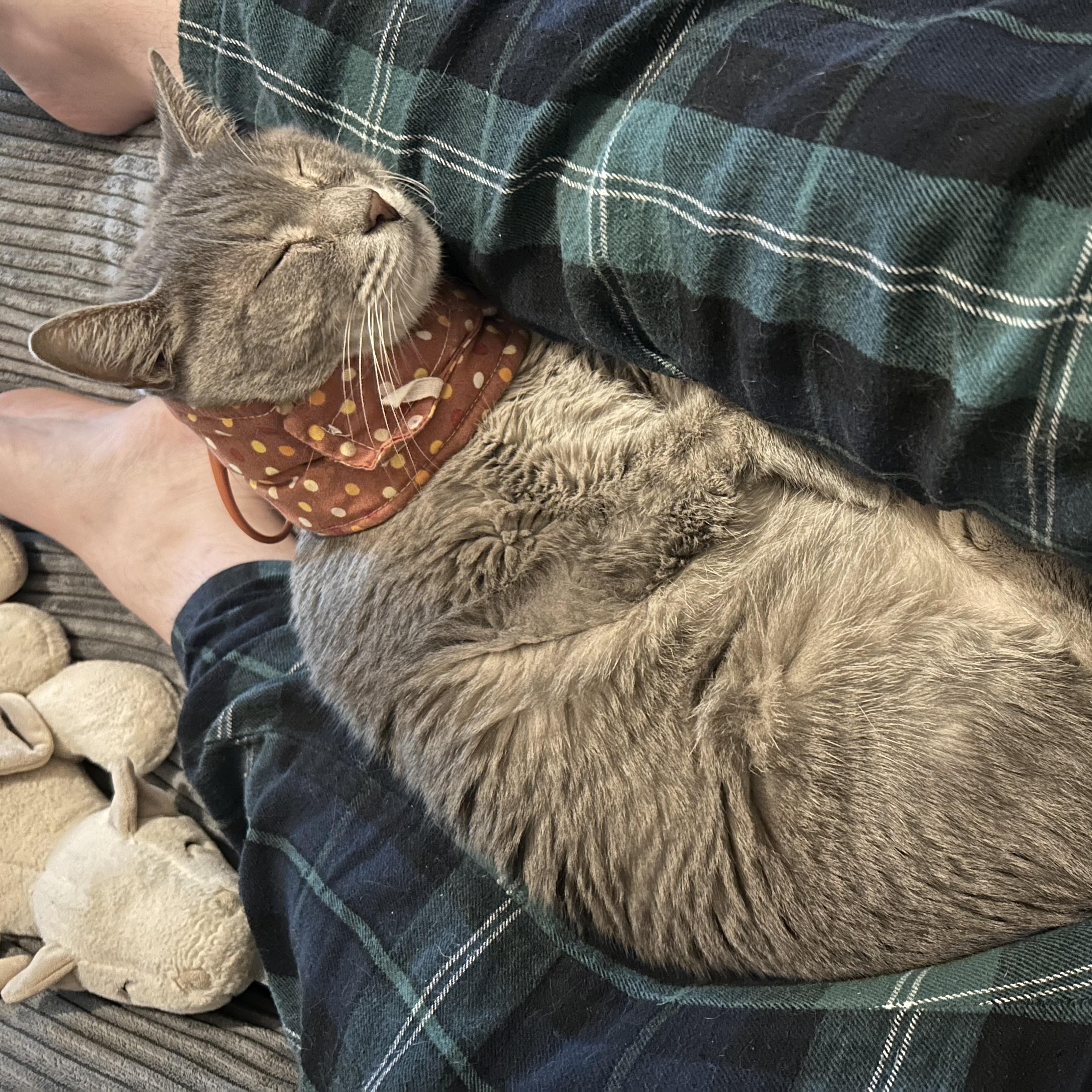 Enlarge Lucy, a Adoptable Domestic Short Hair in Mississippi State, MS image 6/6