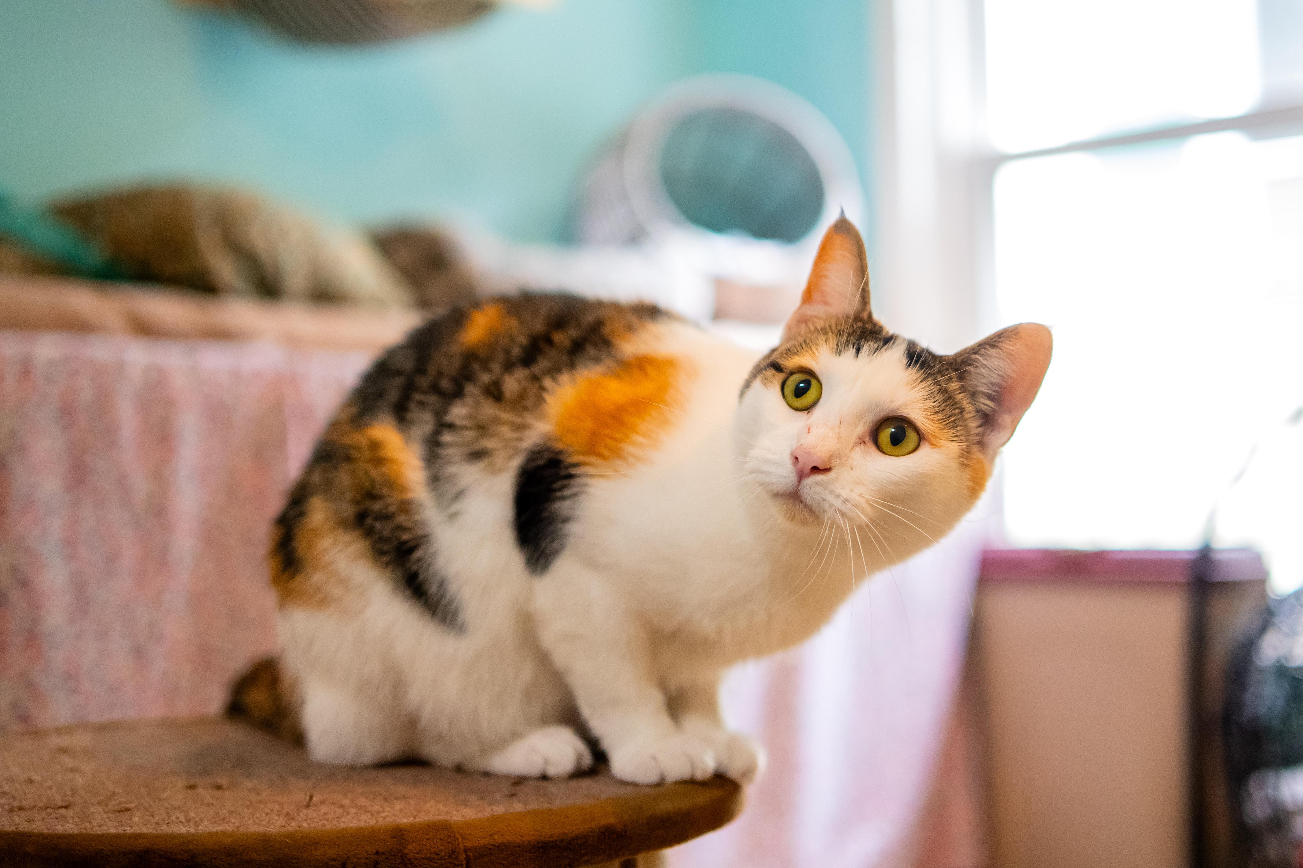 Enlarge Strawberry , a Adoptable Domestic Short Hair in Dellslow, WV image 3/4