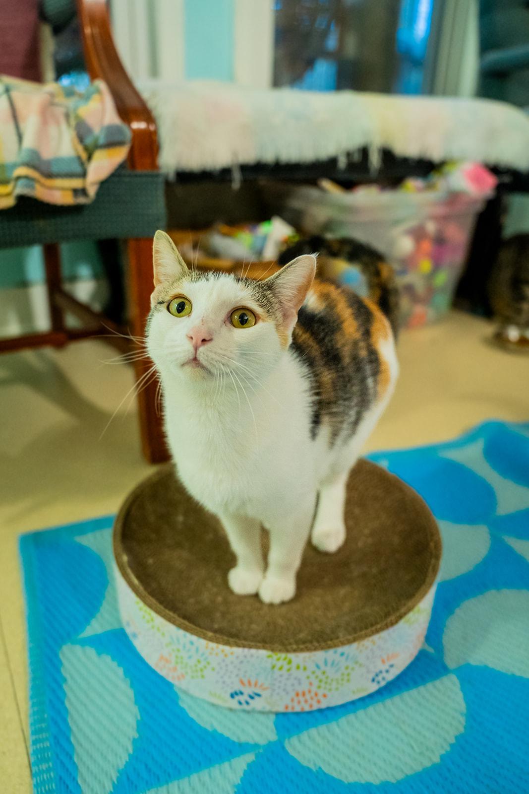 Enlarge Strawberry , a ADOPTABLE Domestic Short Hair in Dellslow, WV image 2/2
