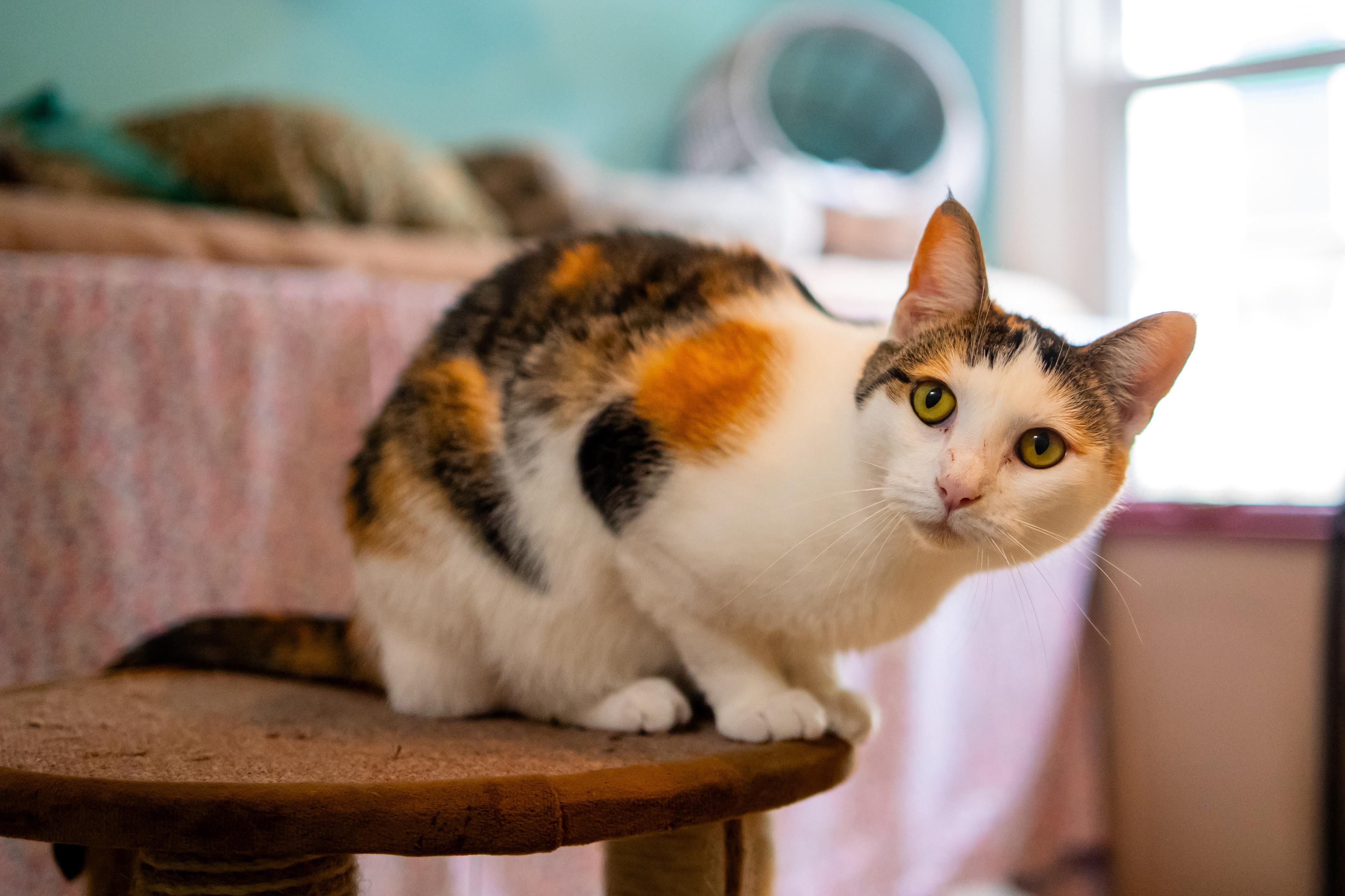 Enlarge Strawberry , a Adoptable Domestic Short Hair in Dellslow, WV image 4/4