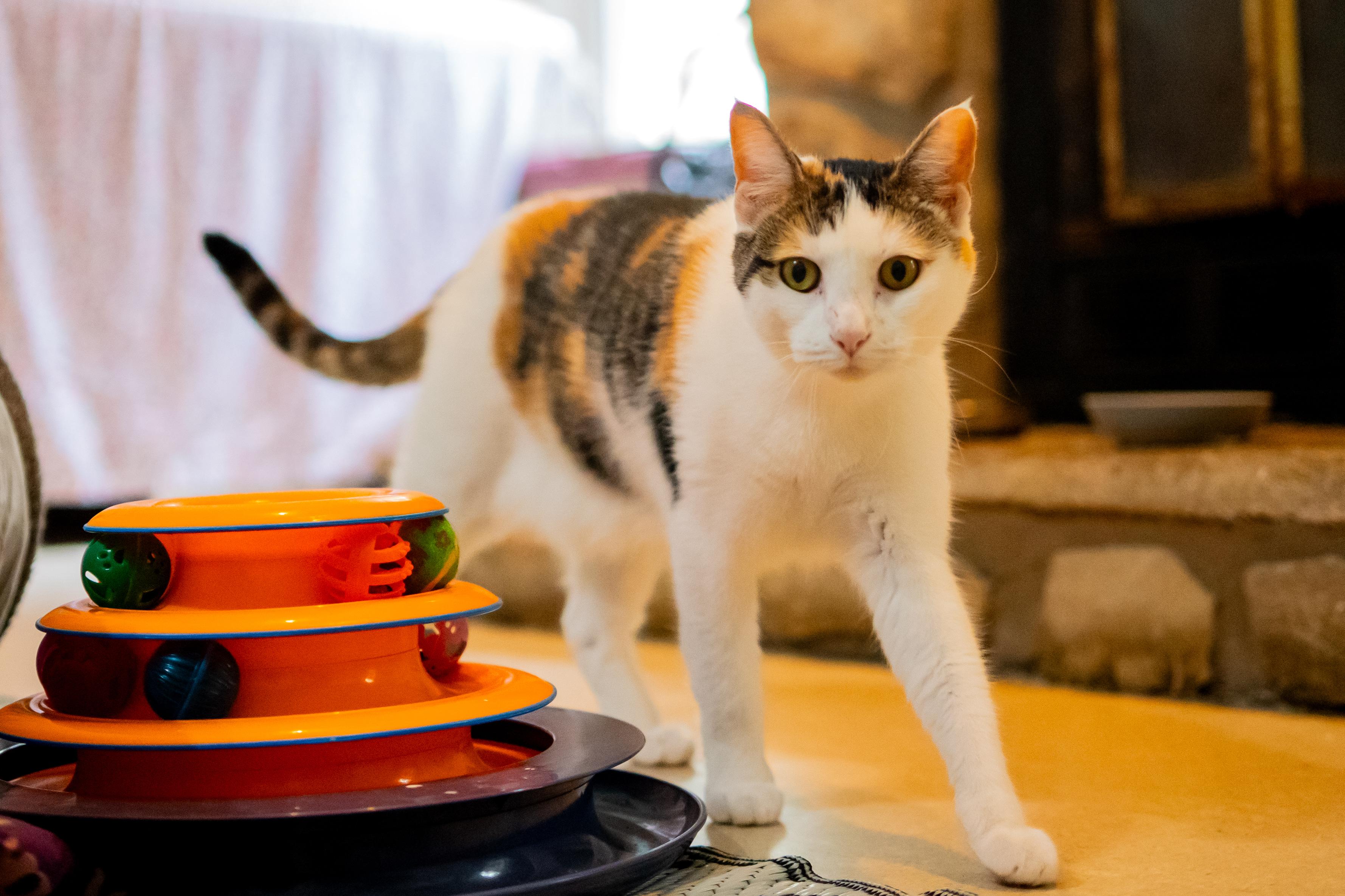 Enlarge Strawberry , a Adoptable Domestic Short Hair in Dellslow, WV image 2/4