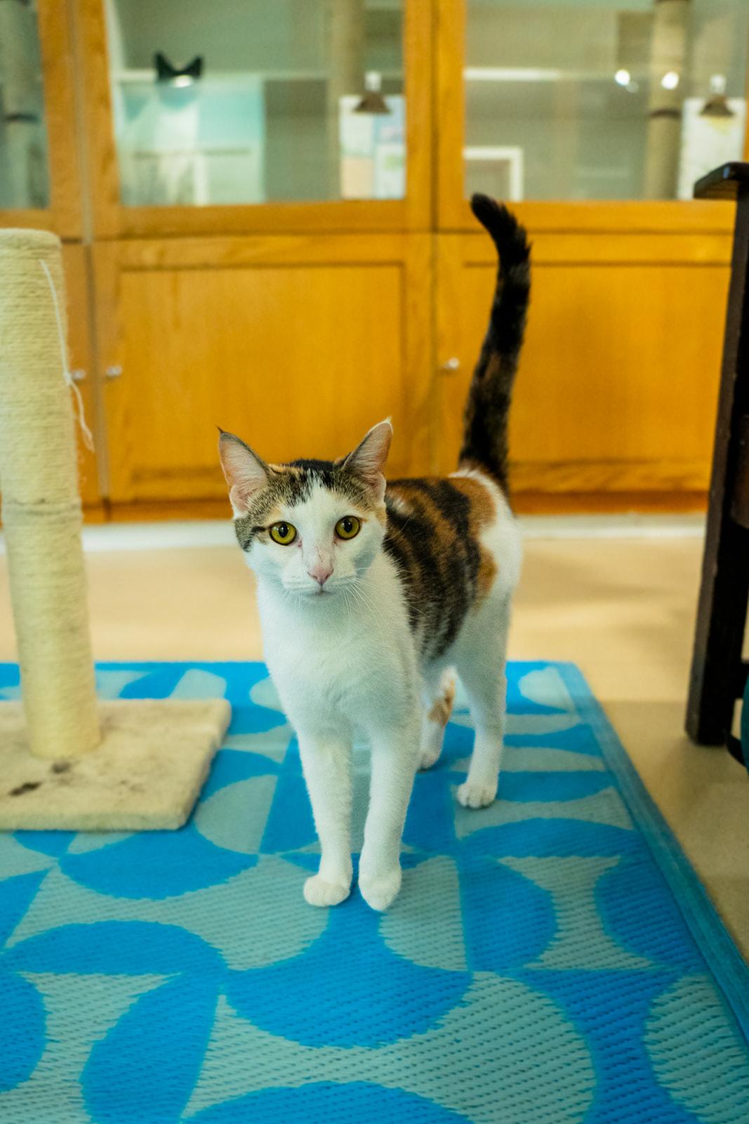 Strawberry , ADOPTABLE, Adult Female Domestic Short Hair.