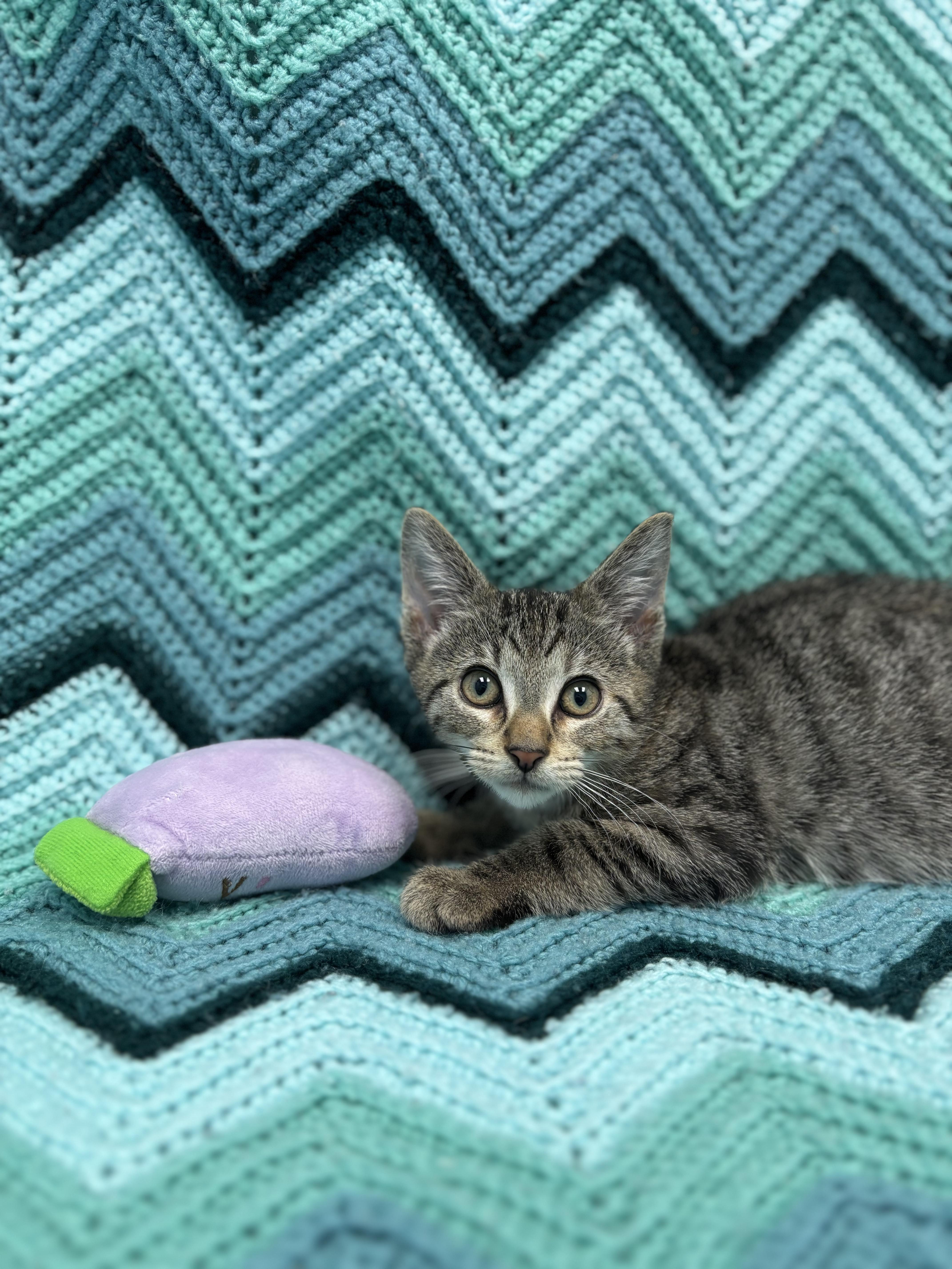 Joanne, a Adoptable Domestic Short Hair in Bear, DE image 2/4