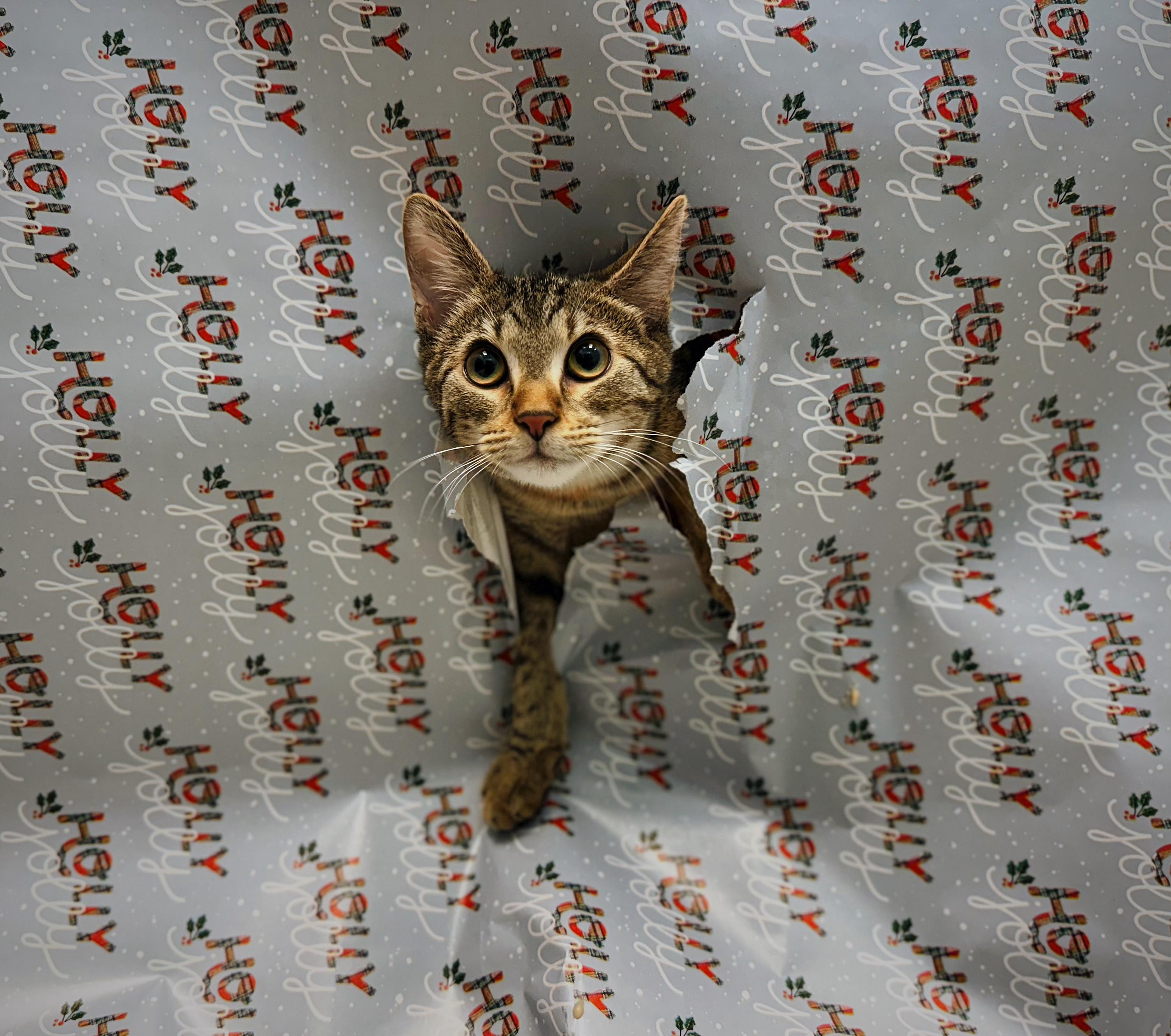 Joanne, a Adoptable Domestic Short Hair in Bear, DE image 1/4