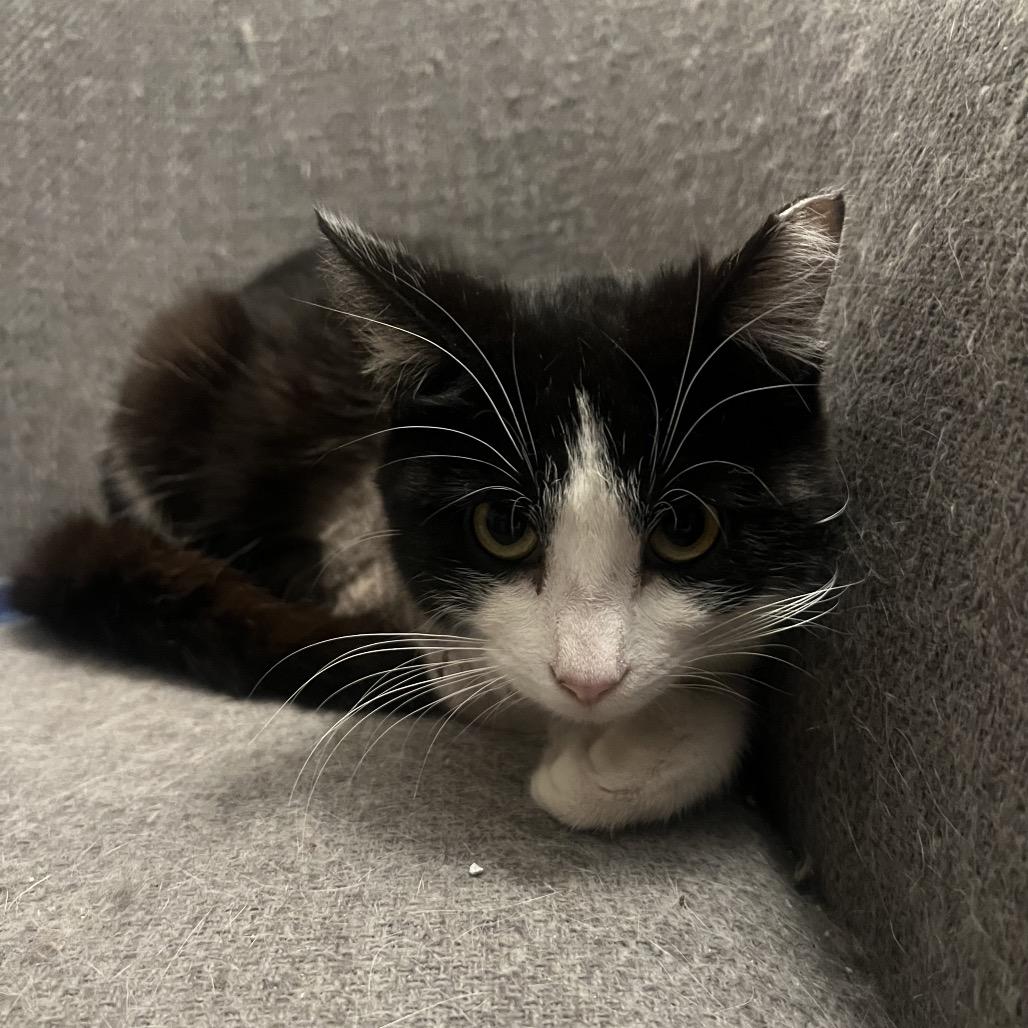 36 Inches (Pogo), Adoptable, Young Male Domestic Short Hair.