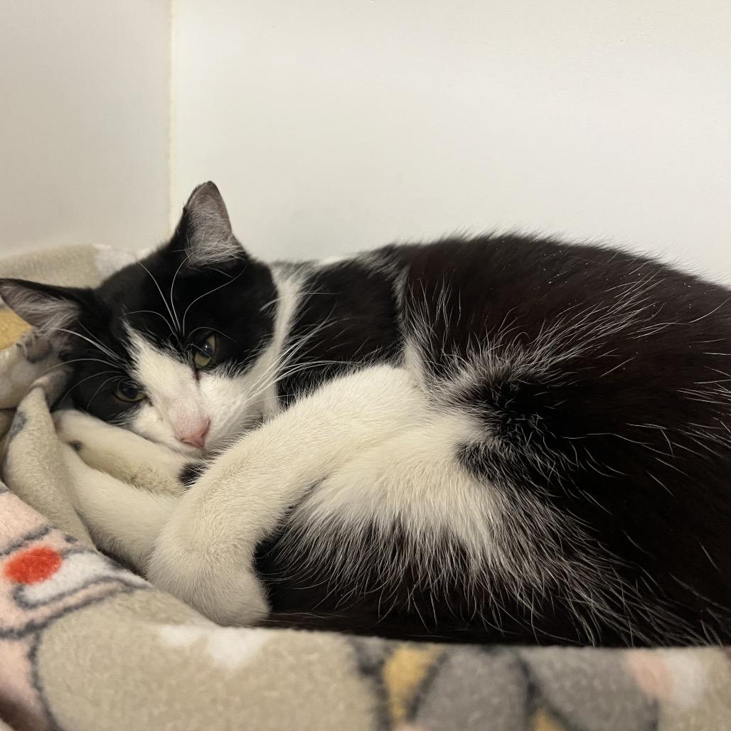 36 Inches (Pogo), a Adoptable Domestic Short Hair in Phoenix, AZ image 2/5