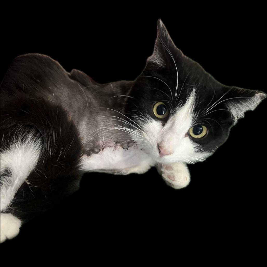 36 Inches (Pogo), a Adoptable Domestic Short Hair in Phoenix, AZ image 3/5