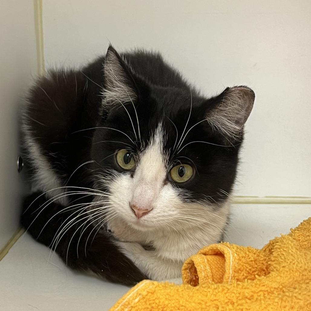 36 Inches (Pogo), a Adoptable Domestic Short Hair in Phoenix, AZ image 4/5