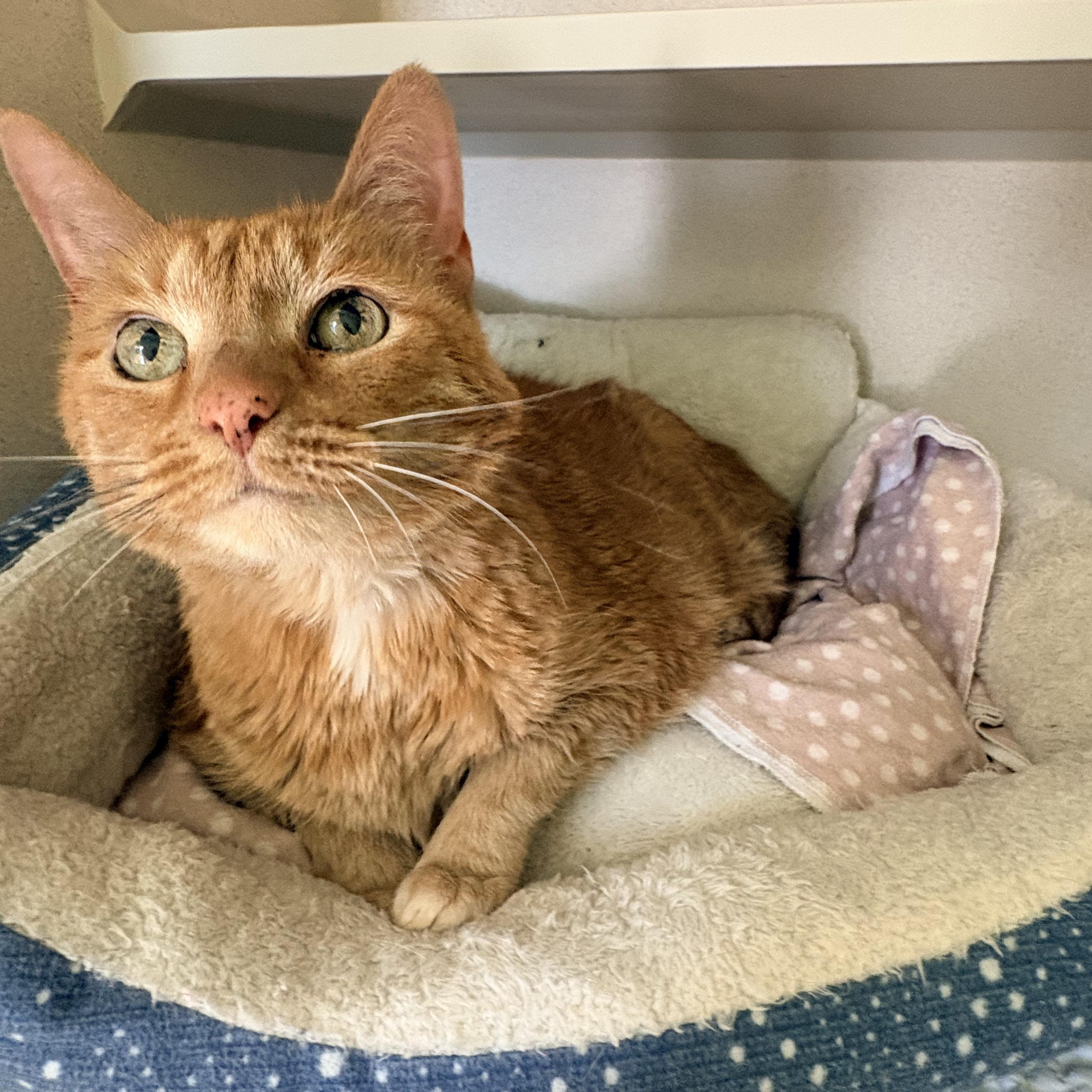 Sheba, ADOPTABLE, Senior Female Abyssinian.