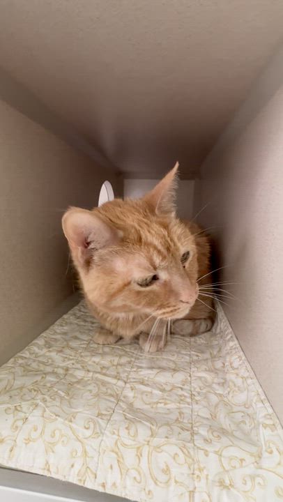 Enlarge Sheba, a ADOPTABLE mixed breed in Quincy, CA video 2/3