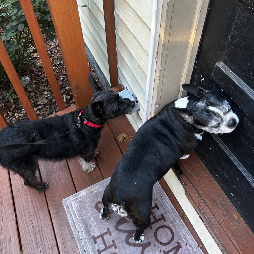 Enlarge Scottie, a Adoptable mixed breed in Wadena, MN image 1/6